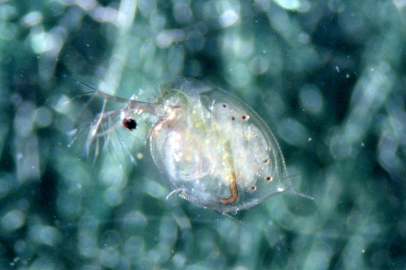 Cladocera female with neonate brood. Cladocera female with neonate brood. Credit: Betsy Leppo